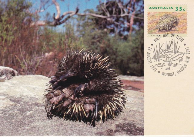 Australia MAXI CARD 1992 ECHIDNA  Short-beaked echidna Tachyglossus aculeatus    animal stamp wildlife stamp topical stamp collecting thematic stamp collecting Australian wildlife postage stamps  spiny anteater collecting postage stamps  Australian spiny anteater  echidna 