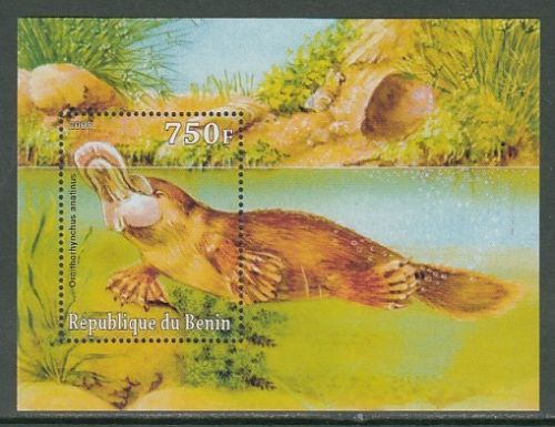 Benin - Platypus - Wild Animals - SS stamp  Ornithorhynchus anatinus  zoological stamps  animals on stamps wildlife stamps Australian postage stamps topical stamp collection thematic stamp collecting mammals on stamps fauna on stamps philatelist  philatelic collection  philatelic collector stamp collecting for beginners Australian wildlife Australian fauna Australia topical stamp collecting 